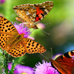 打电话打爆免费